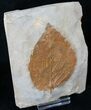 Fossil Leaf (Beringiaphyllum) From Montana - Paleocene #15819-2